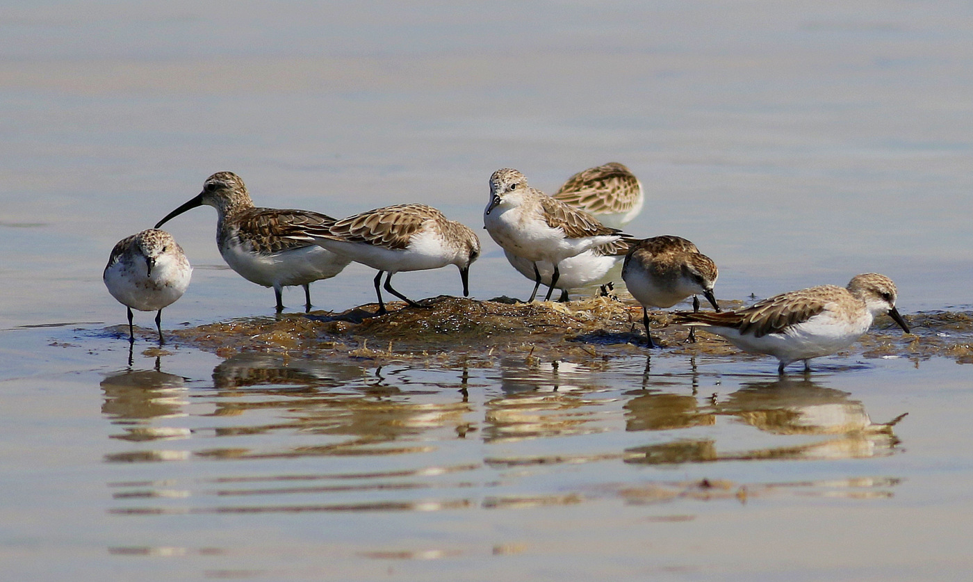 Red-necked Stint (Image ID 26750)