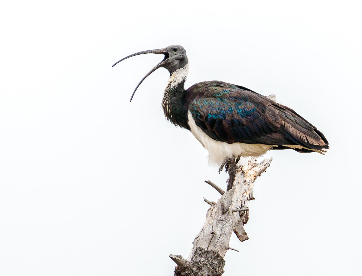 Straw-necked Ibis (Image ID 26456)