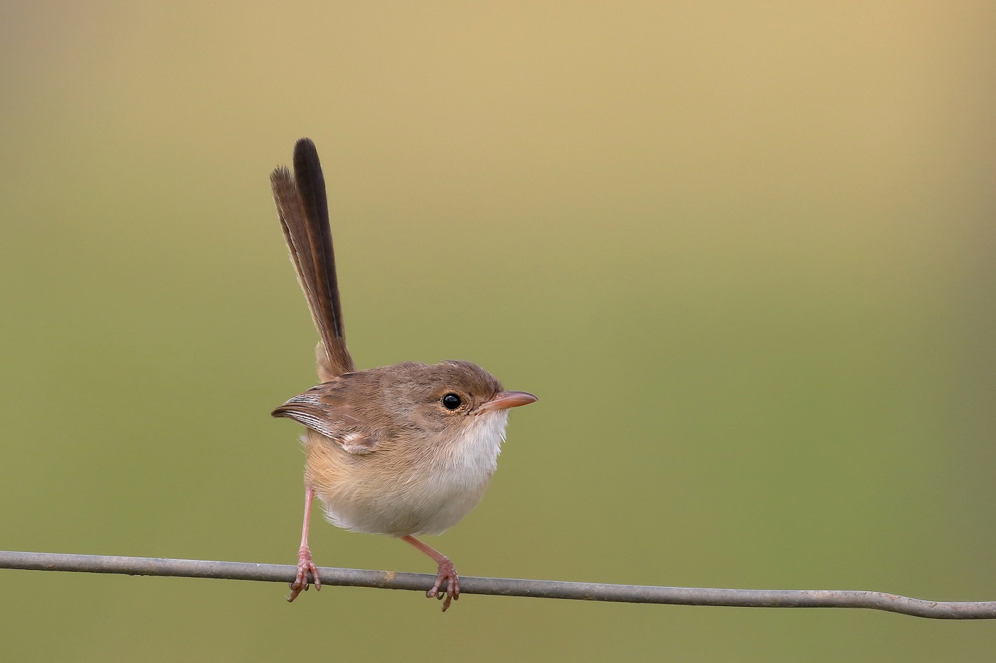 Red-backed Fairy-wren (Image ID 26525)