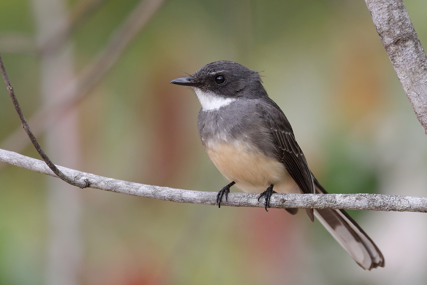 Northern Fantail (Image ID 26406)