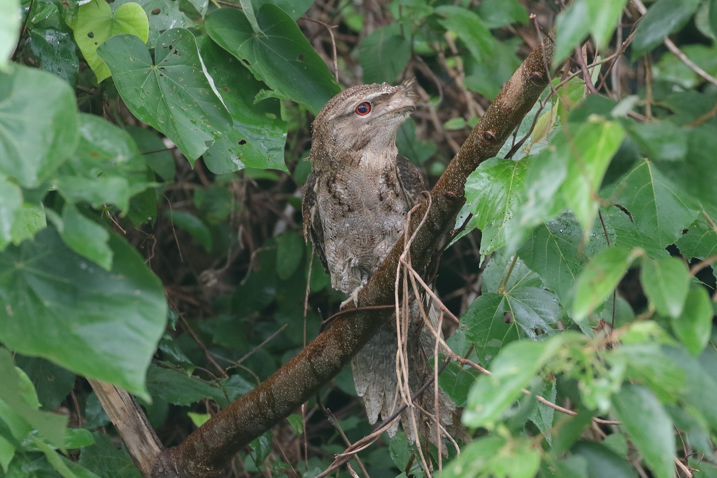 Papuan Frogmouth (Image ID 26425)