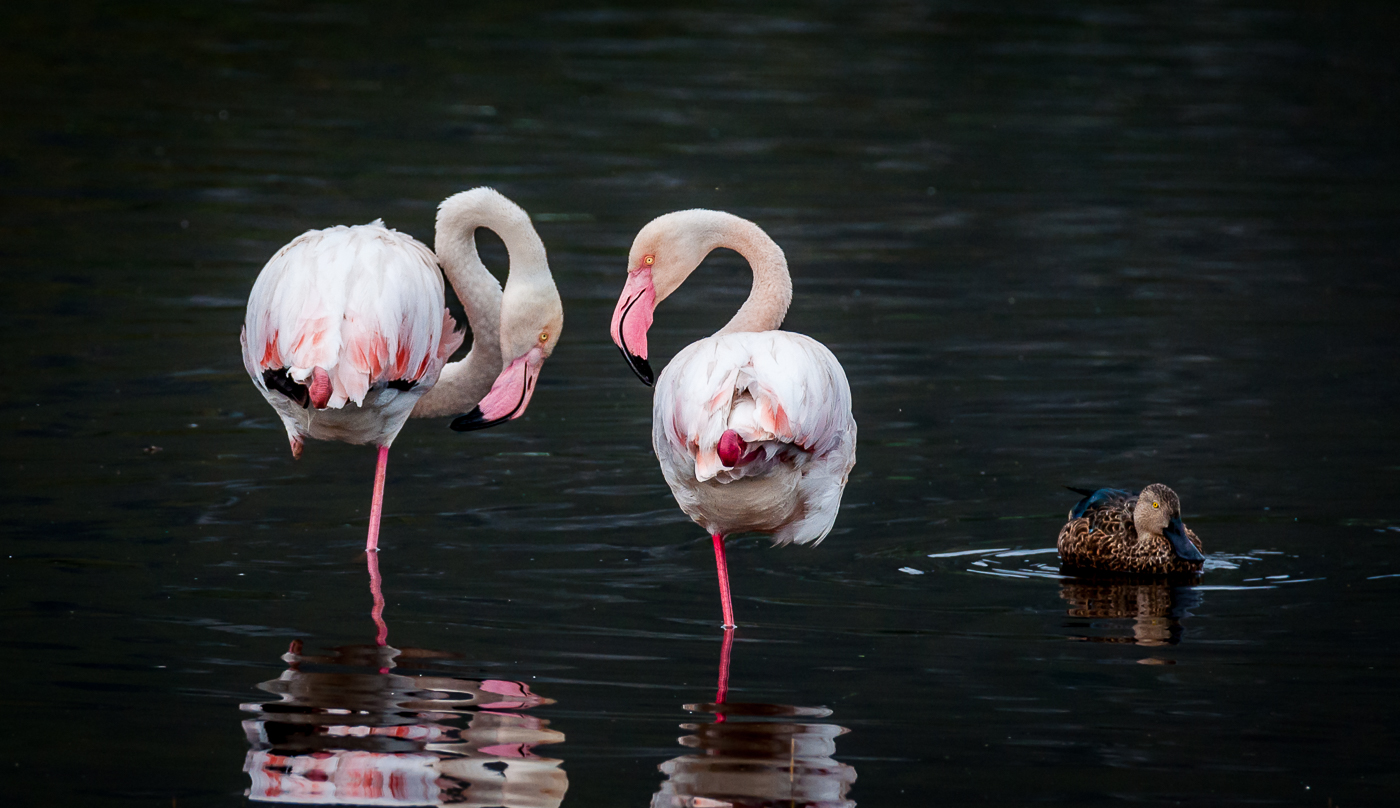 Greater Flamingo (Image ID 26546)