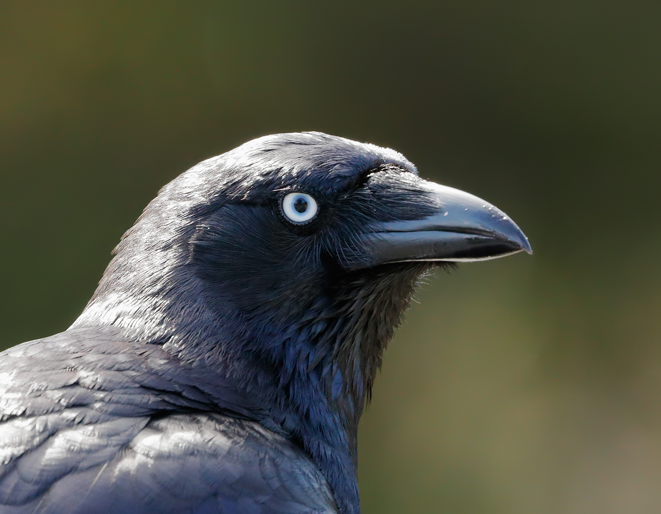 Torresian Crow (Image ID 27056)