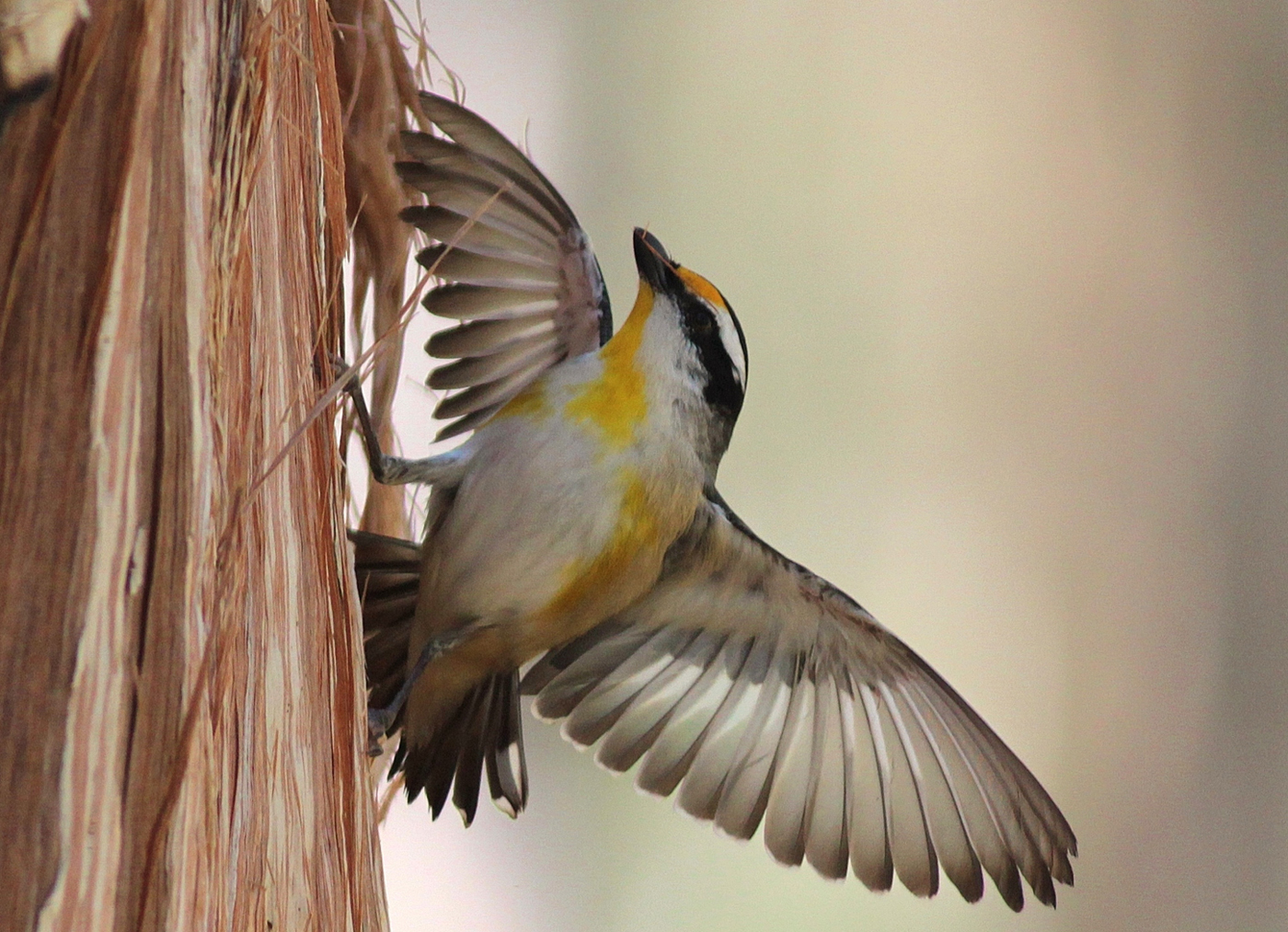 Striated Pardalote (Image ID 27007)