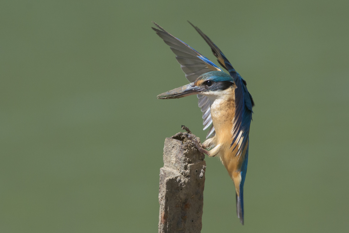 Sacred Kingfisher (Image ID 26915)