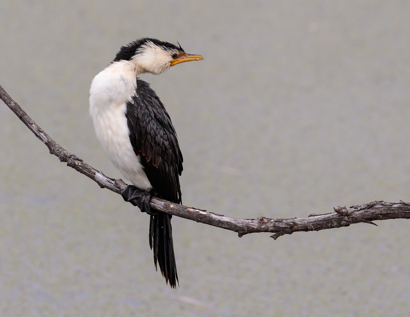 Little Pied Cormorant (Image ID 27103)