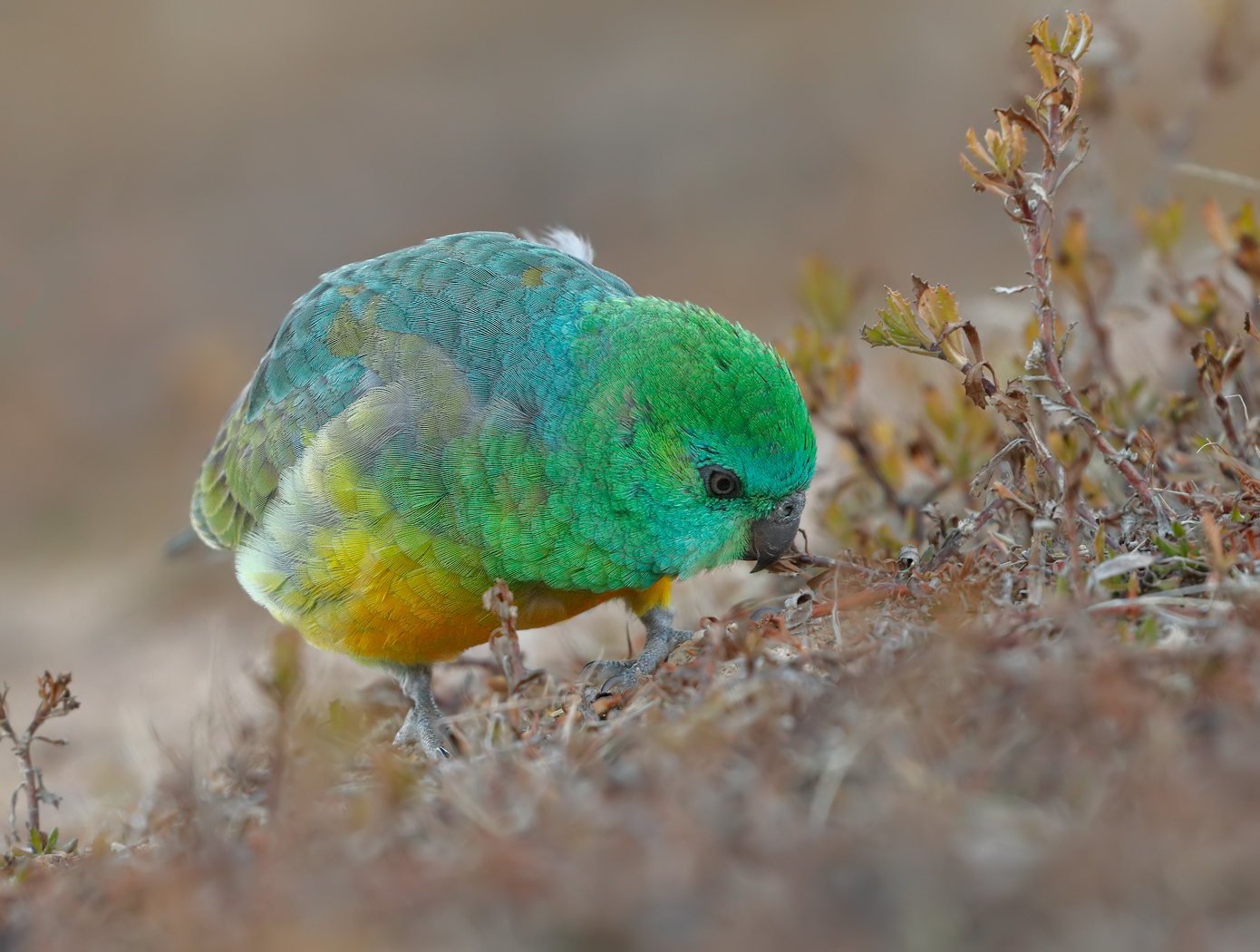 Red-rumped Parrot (Image ID 27128)