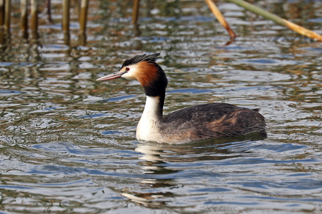 Great Crested Grebe (Image ID 27329)