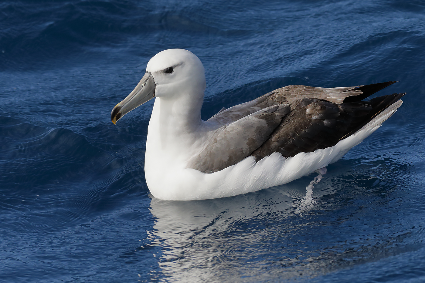 Shy Albatross (Image ID 27588)