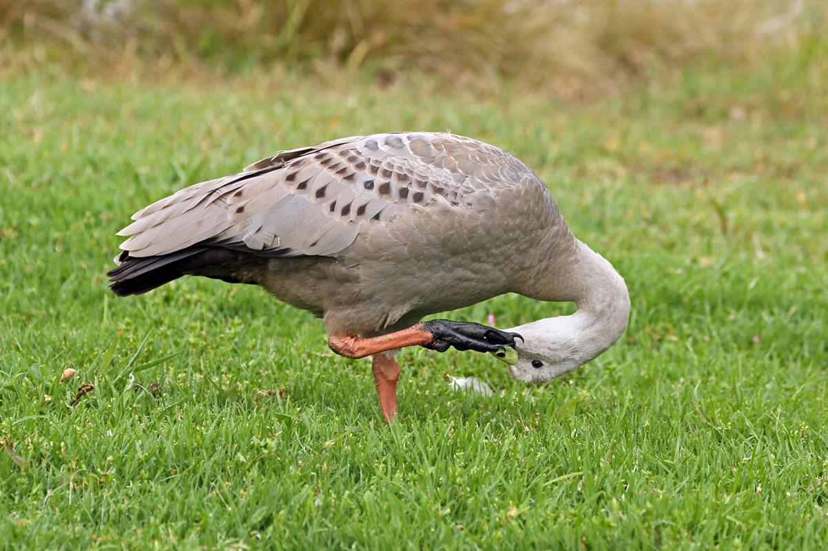 Cape Barren Goose (Image ID 27328)