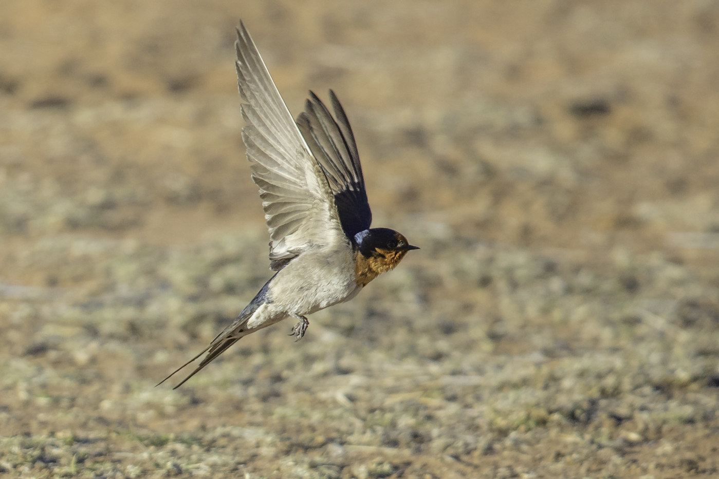 Welcome Swallow (Image ID 27289)