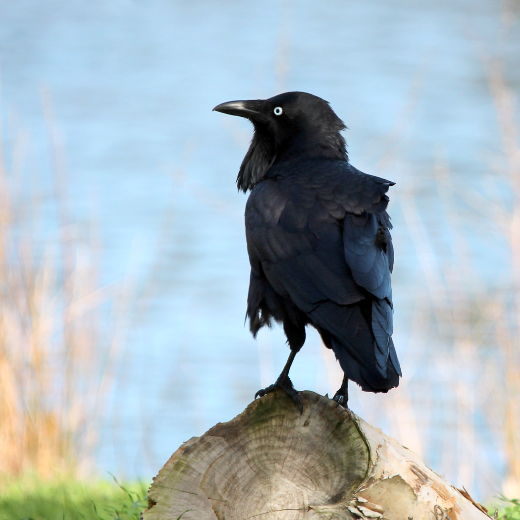 Australian Raven (Image ID 27237)