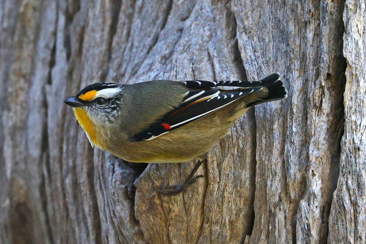 Striated Pardalote (Image ID 27194)