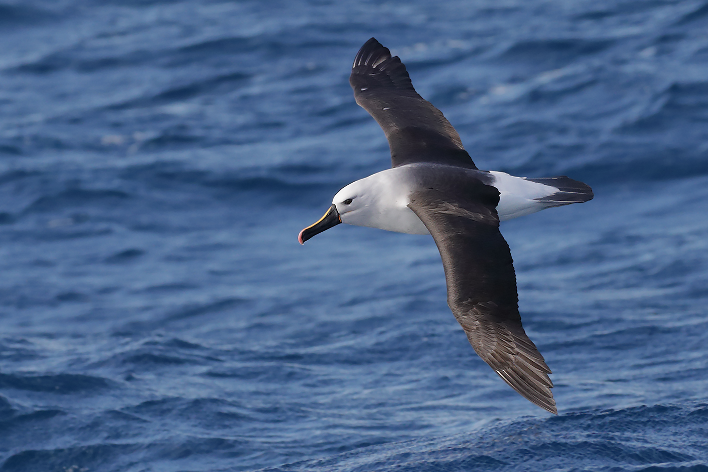 Indian Yellow-nosed Albatross (Image ID 27570)