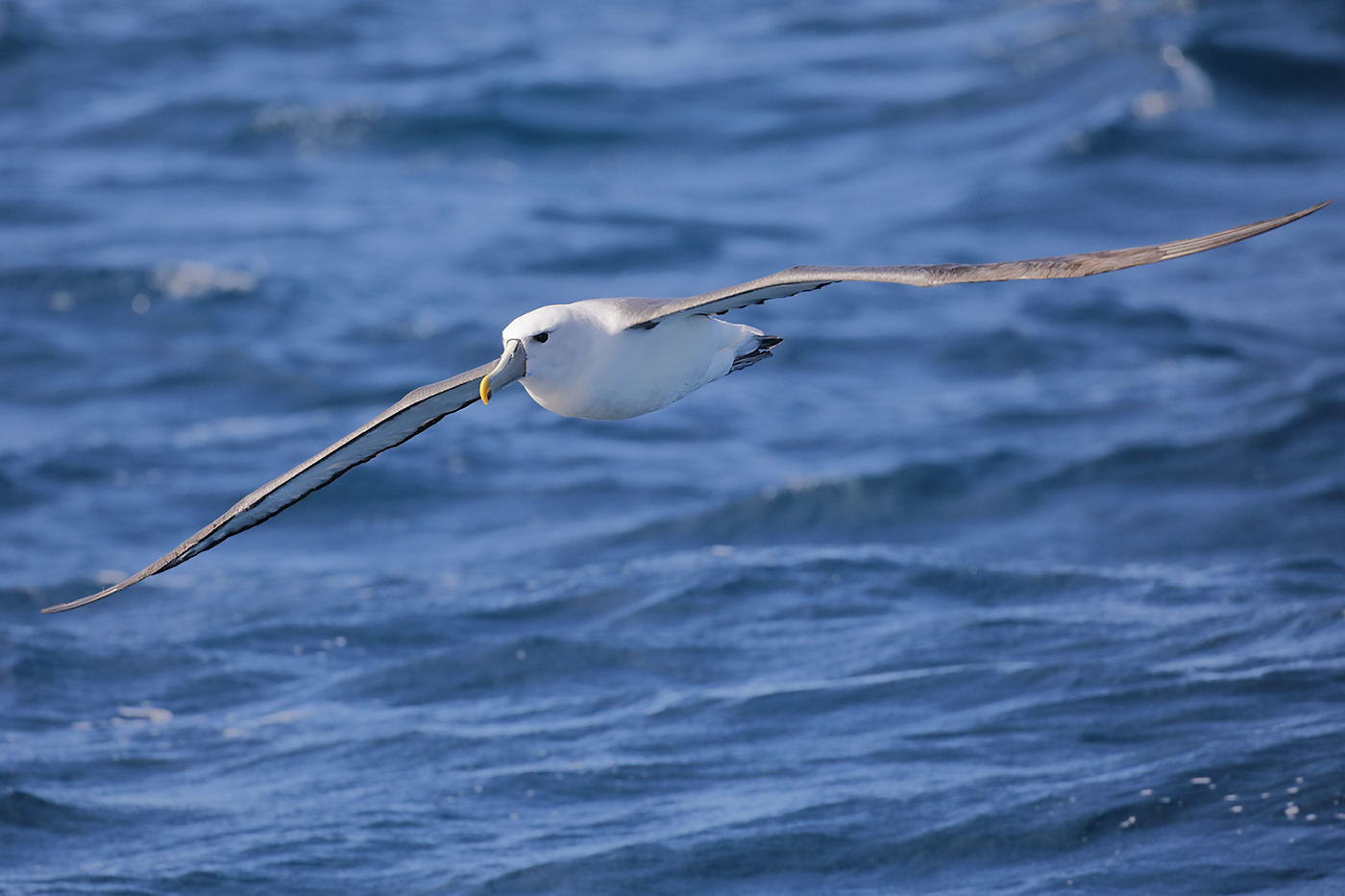 Shy Albatross (Image ID 27571)