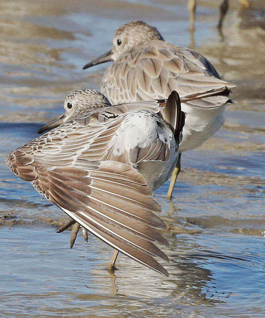 Great Knot (Image ID 28028)