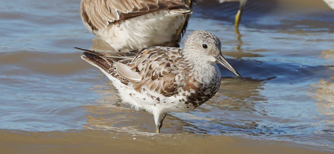 Great Knot (Image ID 28030)