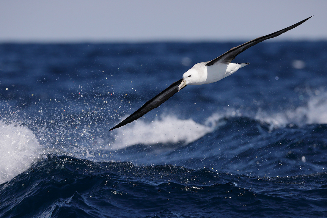 Shy Albatross (Image ID 27964)