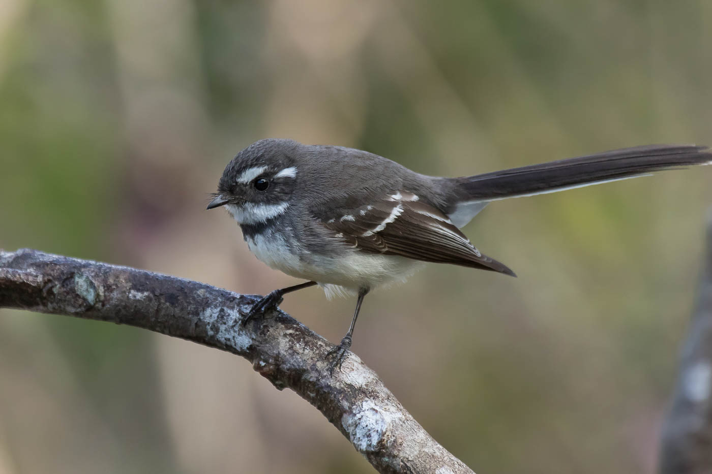 Grey Fantail (Image ID 27832)