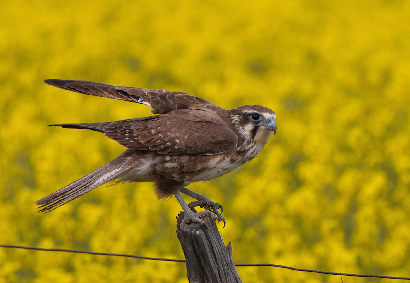 Brown Falcon (Image ID 27897)