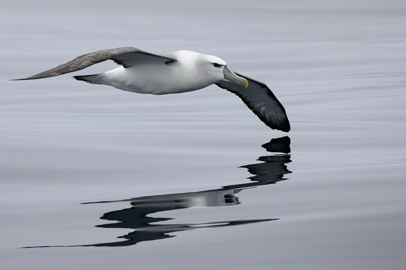Shy Albatross (Image ID 27965)