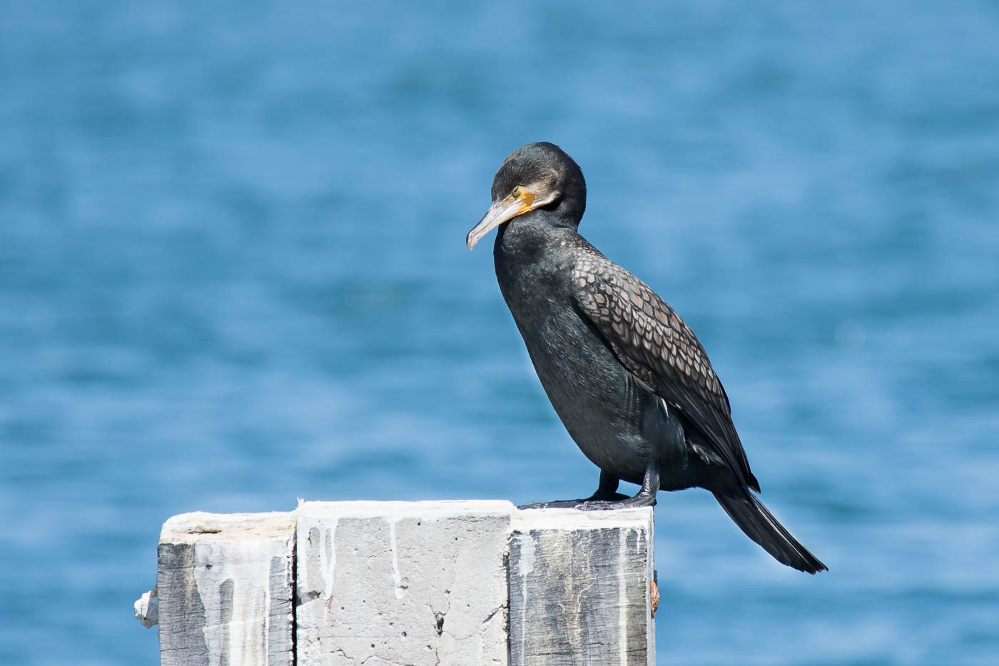 Great Cormorant (Image ID 28588)
