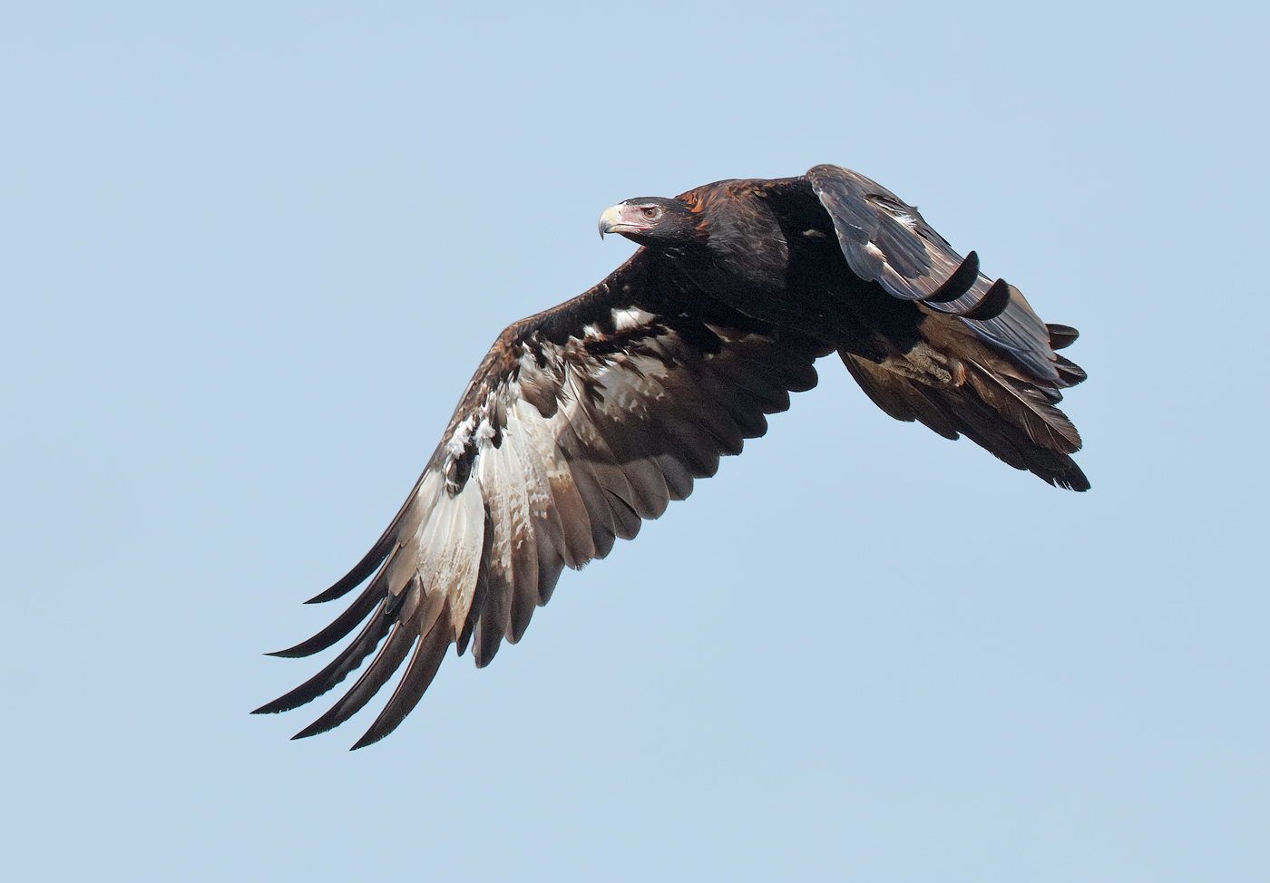 Wedge-tailed Eagle (Image ID 28077)
