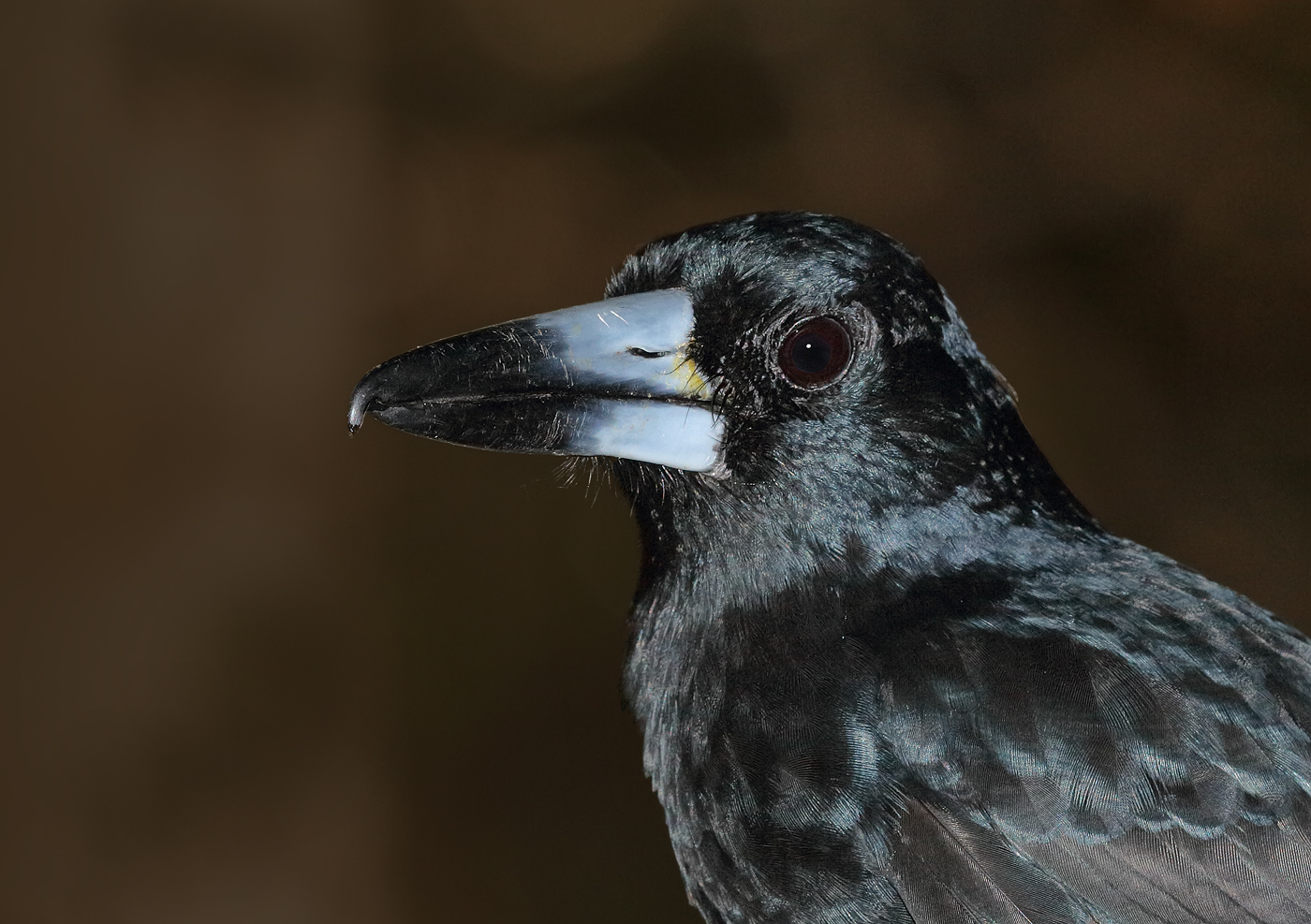 Black Butcherbird (Image ID 28334)