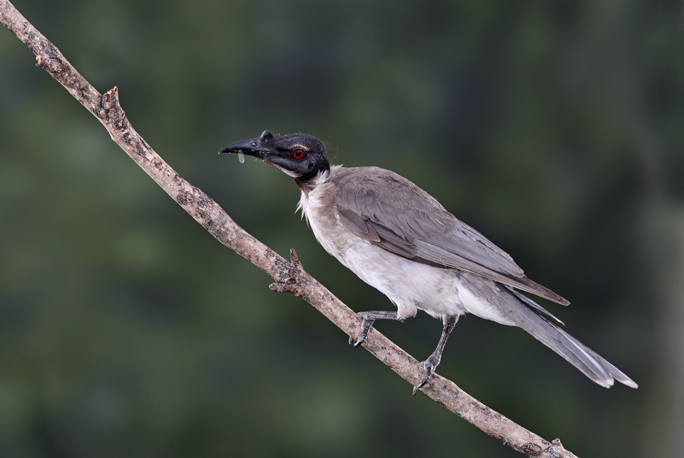 Noisy Friarbird (Image ID 28684)