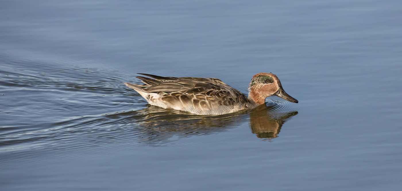 Common Teal (Image ID 28868)
