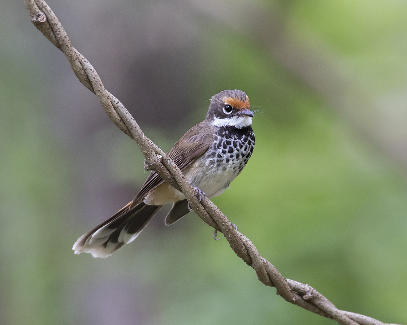 Rufous Fantail (Image ID 28719)