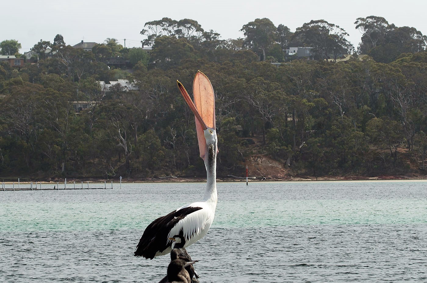 Australian Pelican (Image ID 28637)
