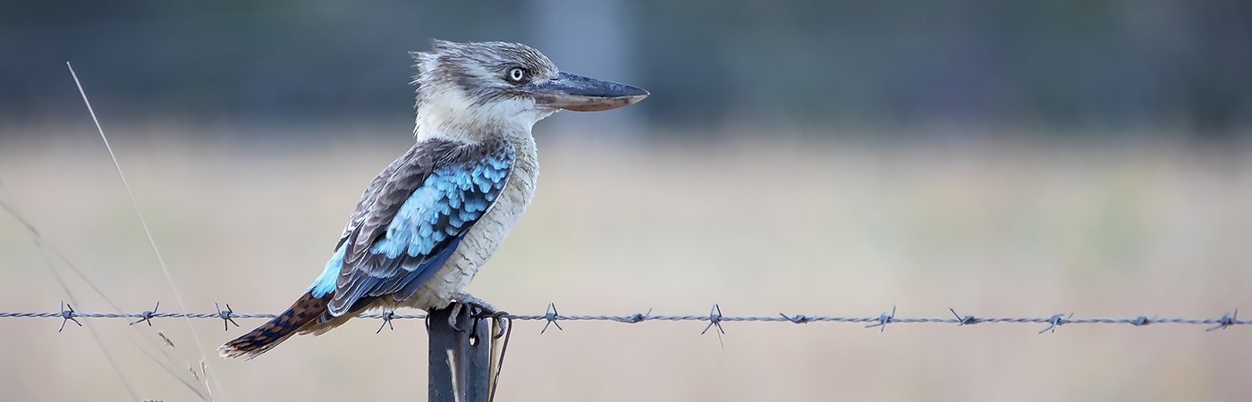 Blue-winged Kookaburra (Image ID 28835)