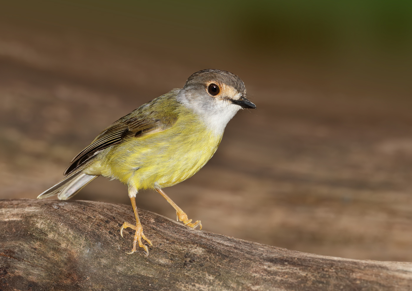 Pale-yellow Robin (Image ID 28683)
