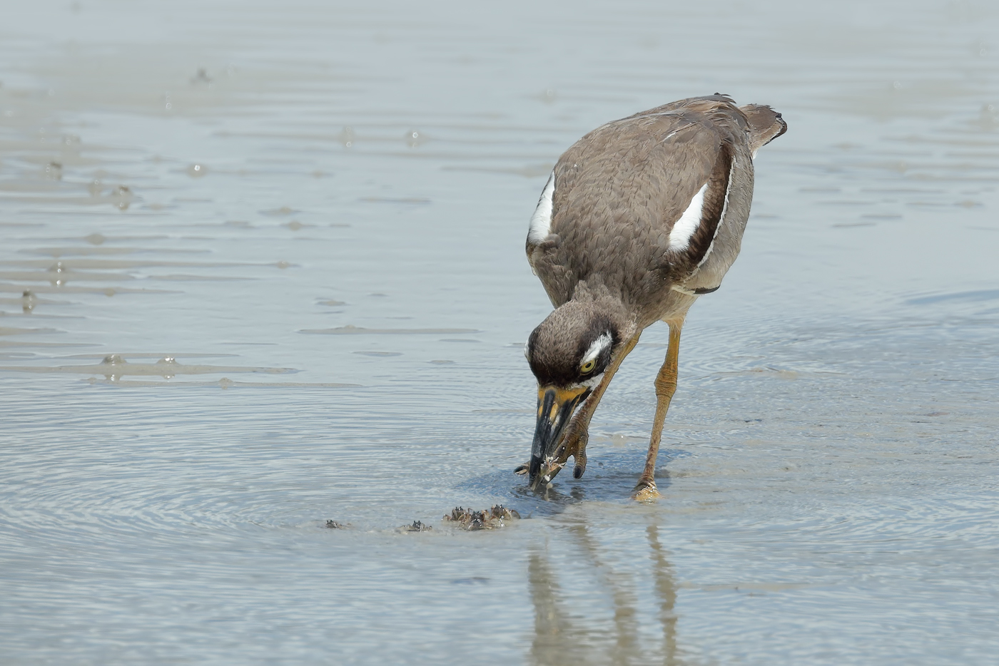 Beach Stone-curlew (Image ID 28840)