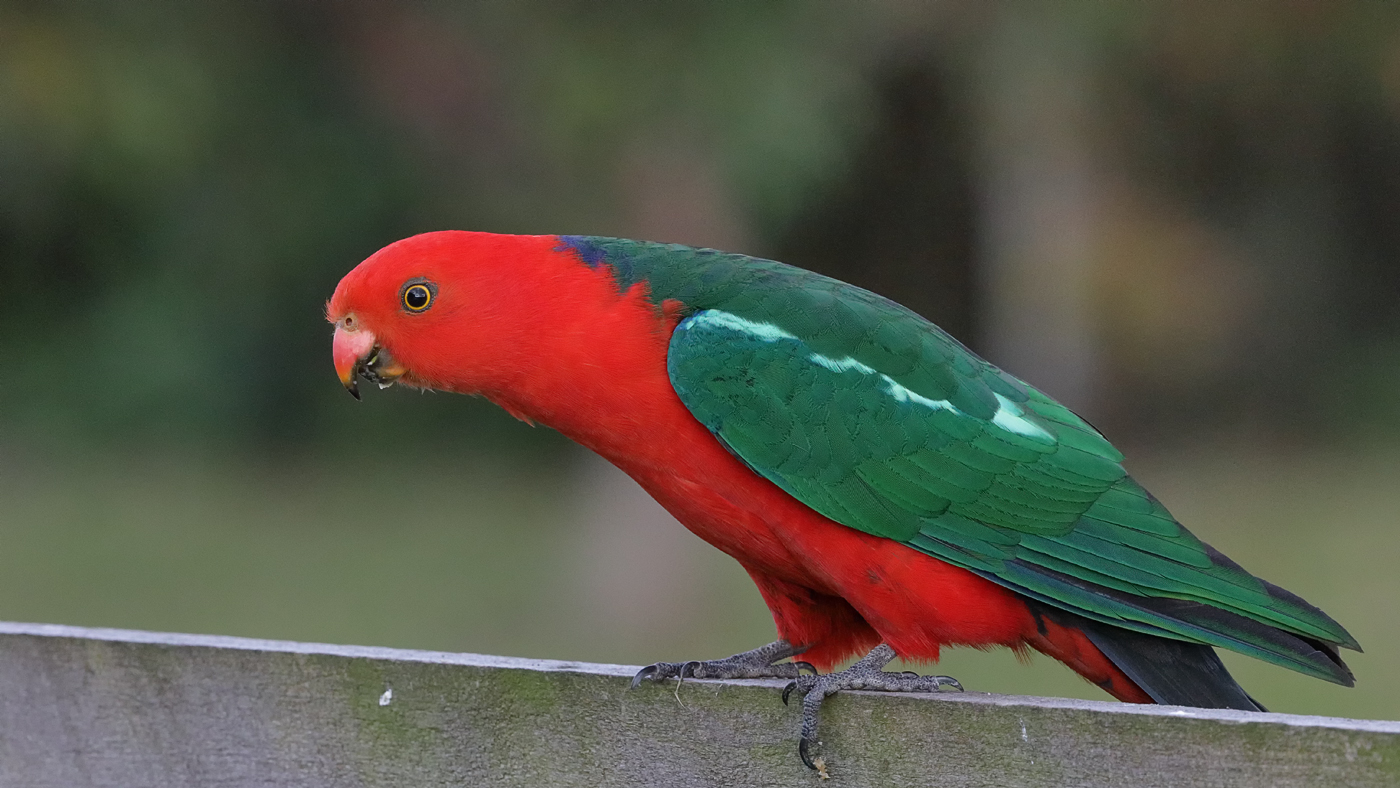 Australian King-Parrot (Image ID 29274)