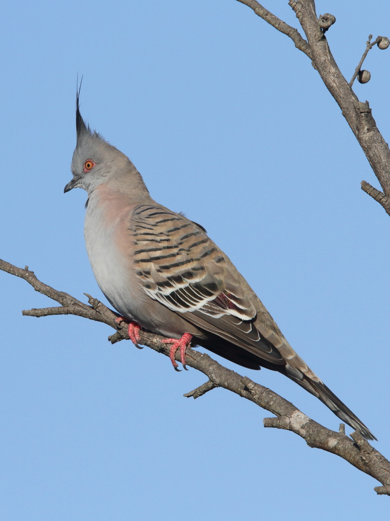 Crested Pigeon (Image ID 29004)