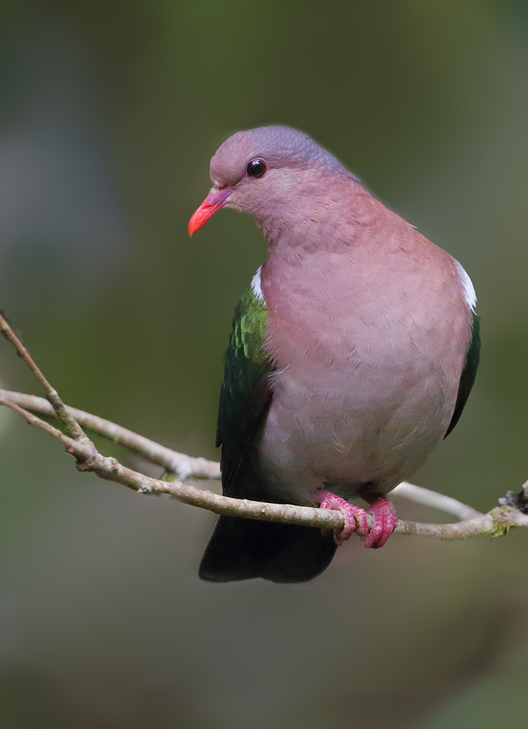Brown-capped Emerald-Dove (Image ID 29306)