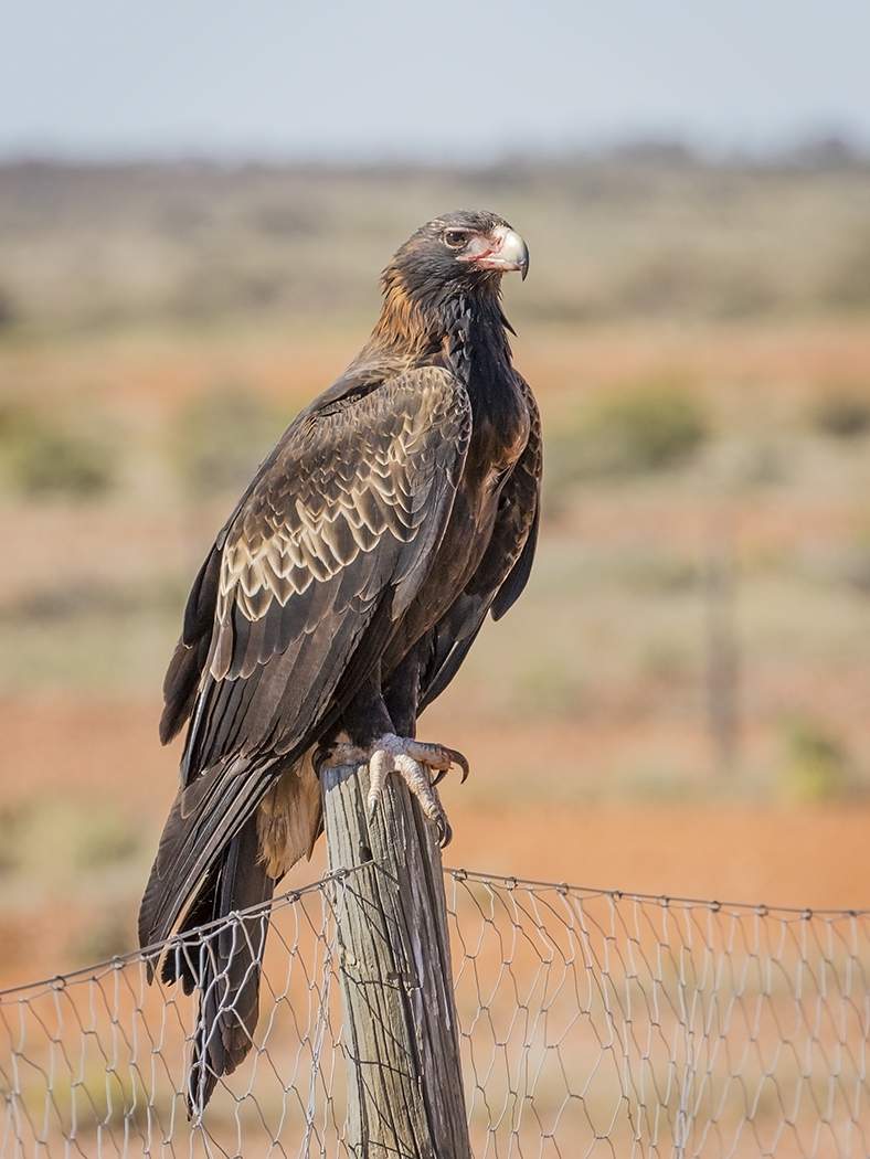 Wedge-tailed Eagle (Image ID 29351)