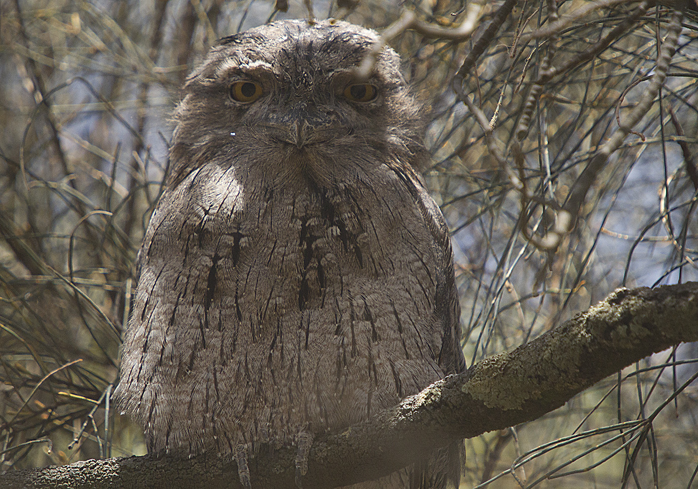 Tawny Frogmouth (Image ID 29310)