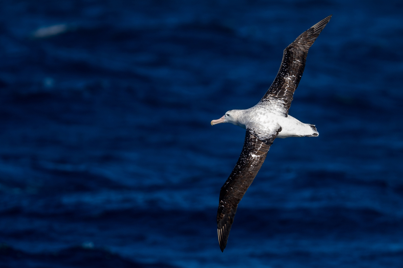 Antipodean Albatross (Image ID 30427)