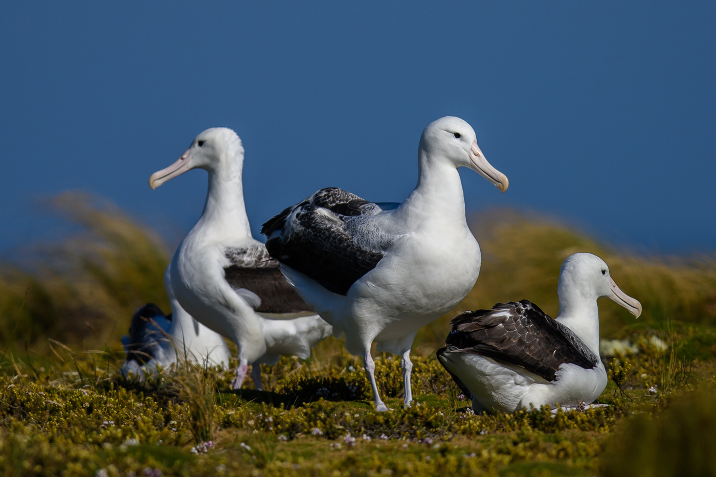Southern Royal Albatross (Image ID 30429)