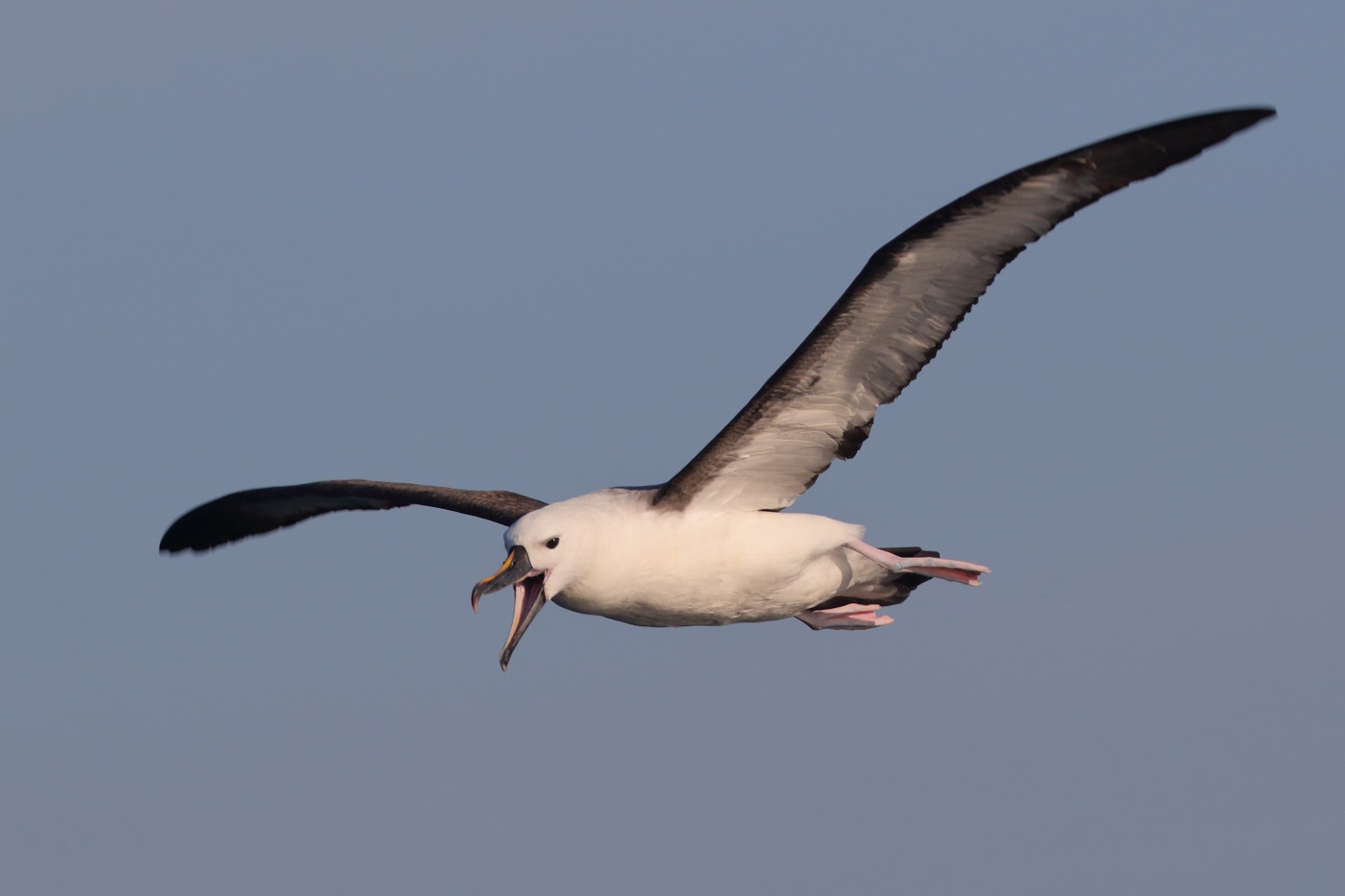 Indian Yellow-nosed Albatross (Image ID 30602)