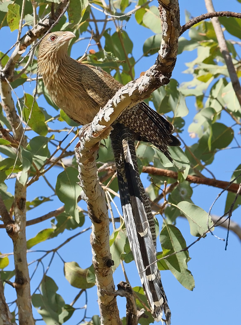 Pheasant Coucal (Image ID 31241)
