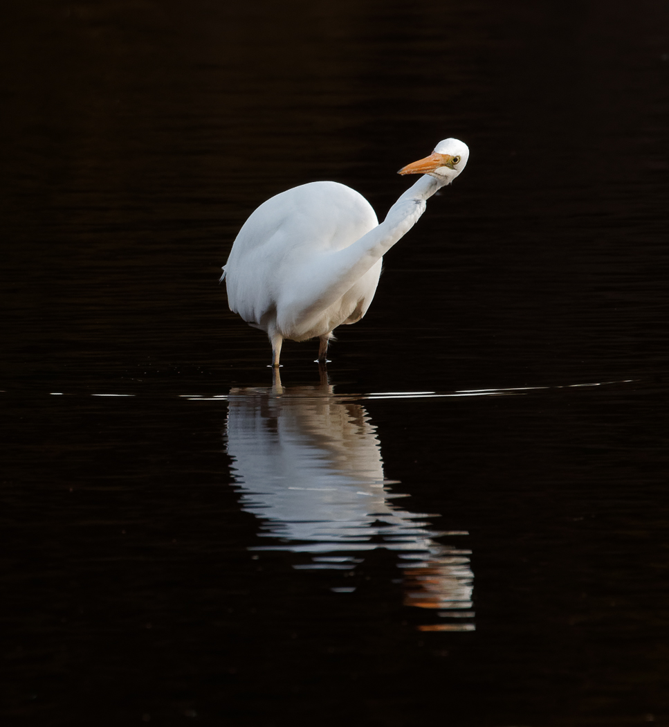 Great Egret (Image ID 31141)