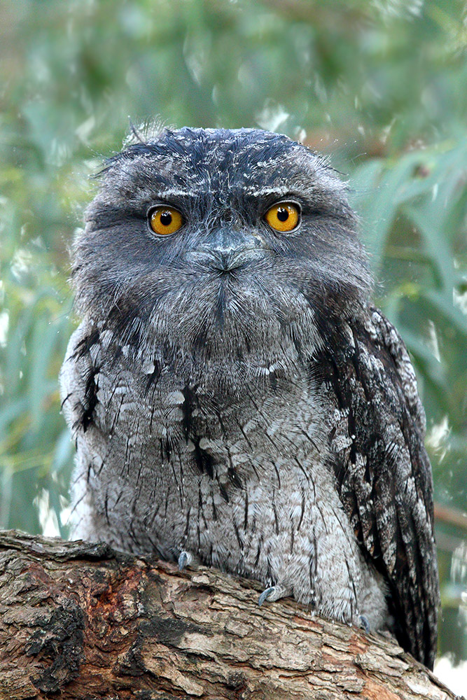 Tawny Frogmouth (Image ID 31167)