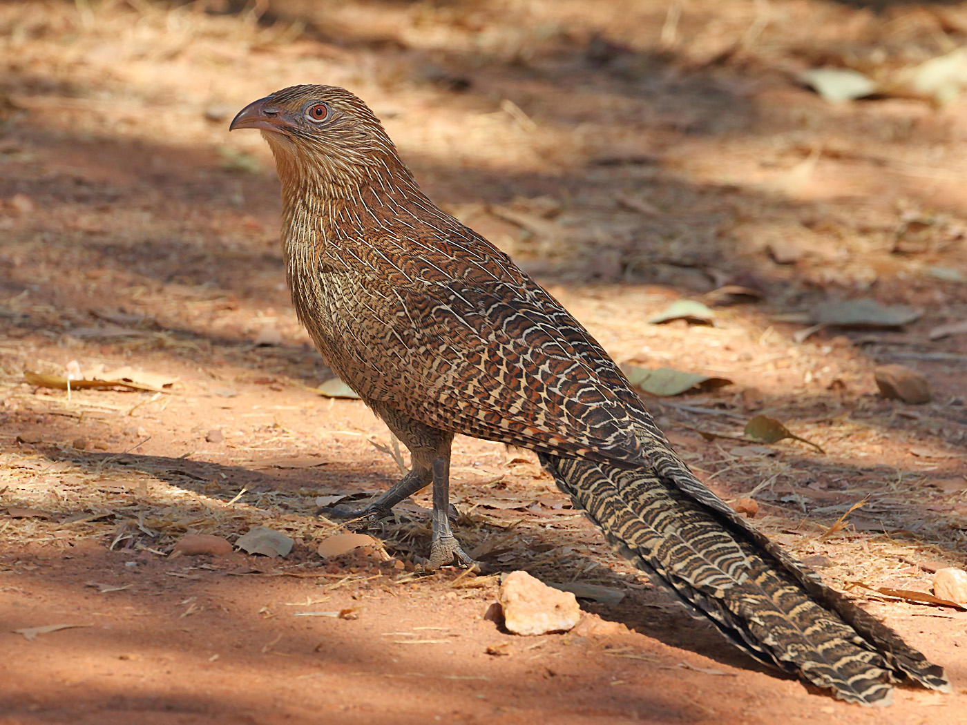 Pheasant Coucal (Image ID 31240)