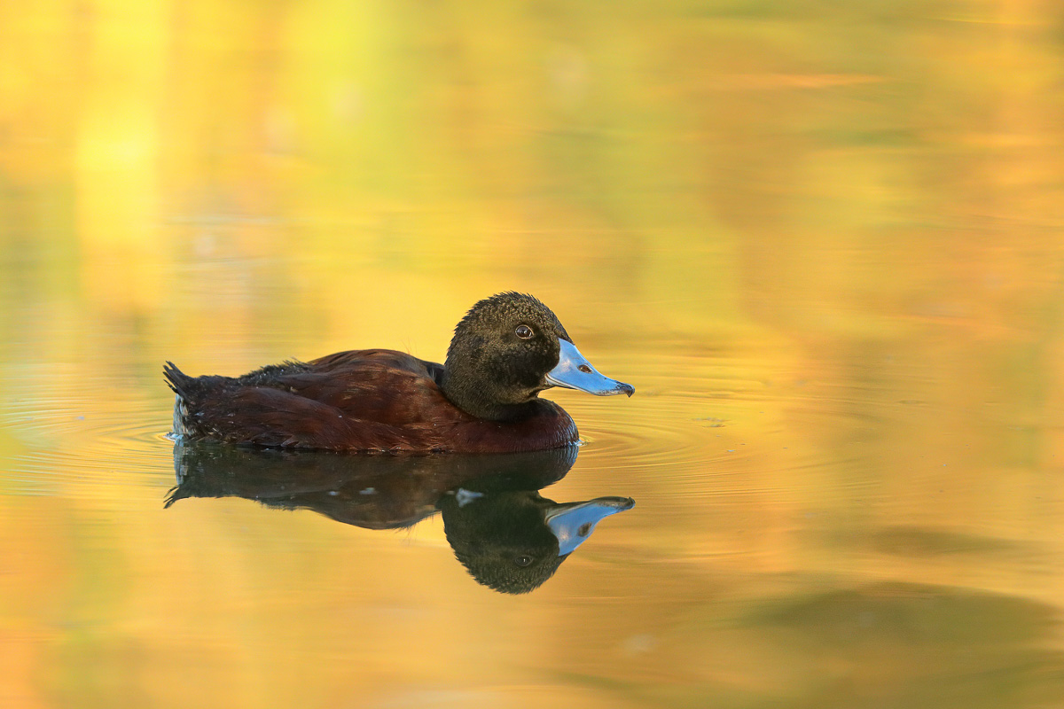 Blue-billed Duck (Image ID 31593)