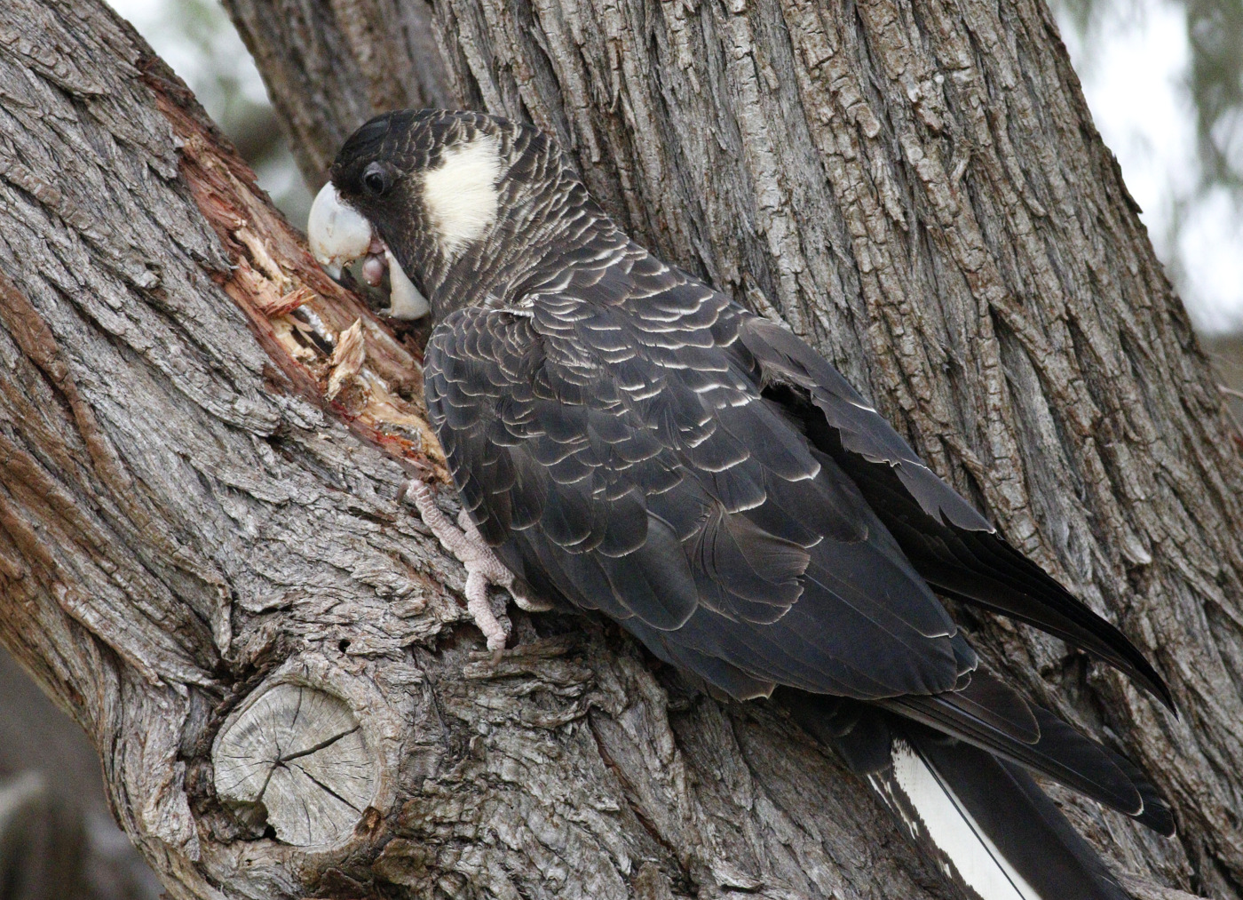 Carnaby's Black-Cockatoo (Image ID 31589)
