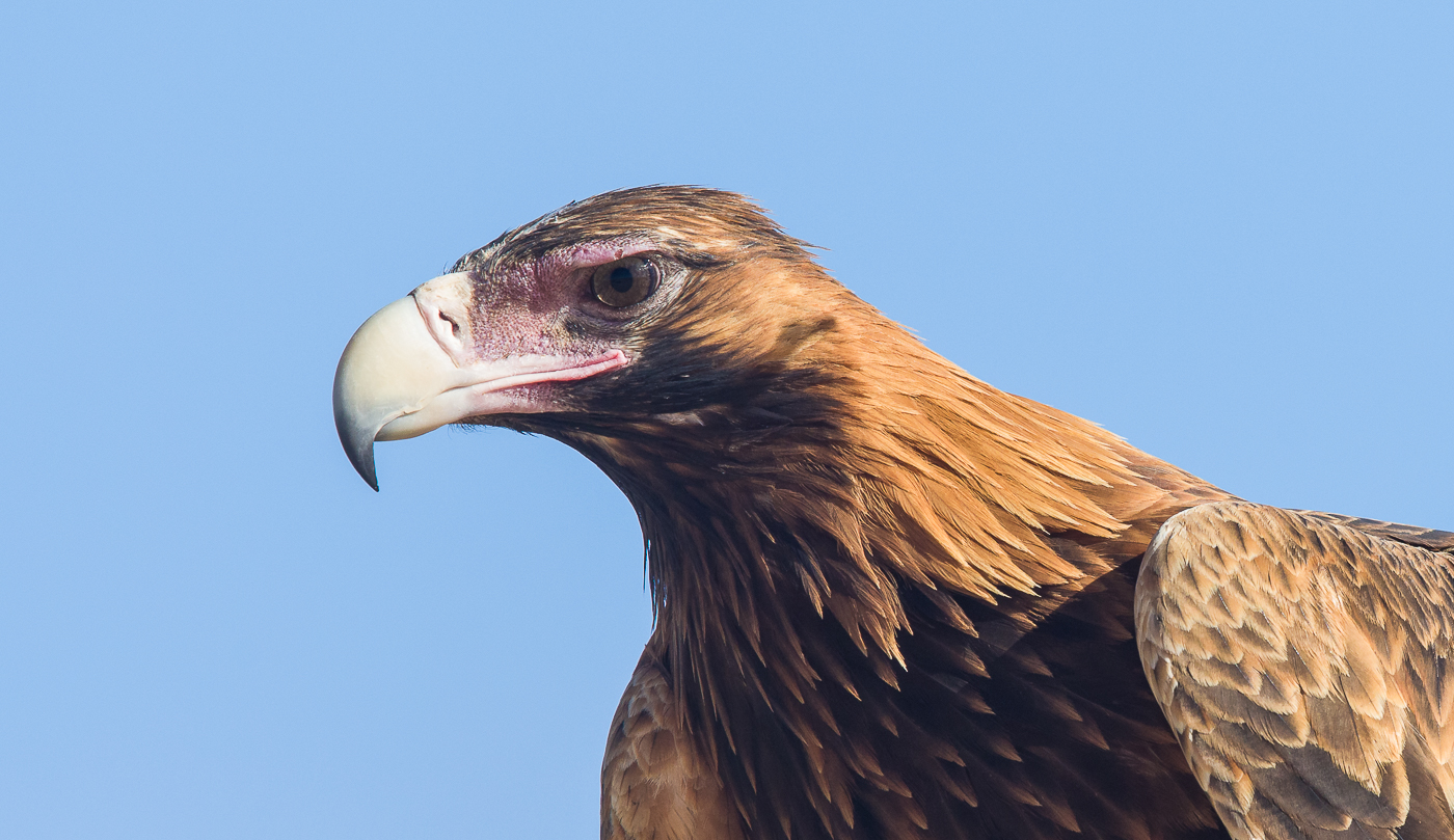 Wedge-tailed Eagle (Image ID 31394)